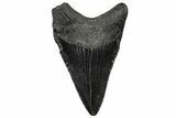 Serrated, Juvenile Megalodon Tooth - South Carolina #302148-1